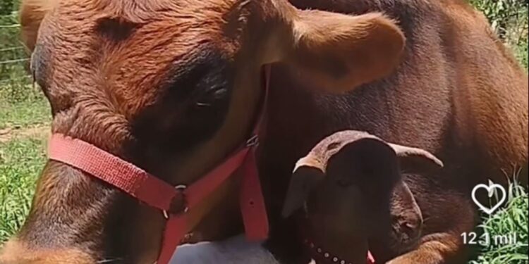 AMOR ANIMAL – Vaca ‘adota’ ovelha após perder filhote e vídeo viraliza; veja