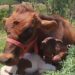 AMOR ANIMAL – Vaca ‘adota’ ovelha após perder filhote e vídeo viraliza; veja