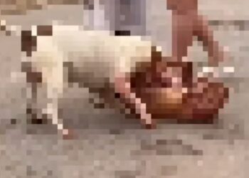 Vídeo de Pitbull atacando outro cão repercute nas redes sociais e gera polêmica; veja