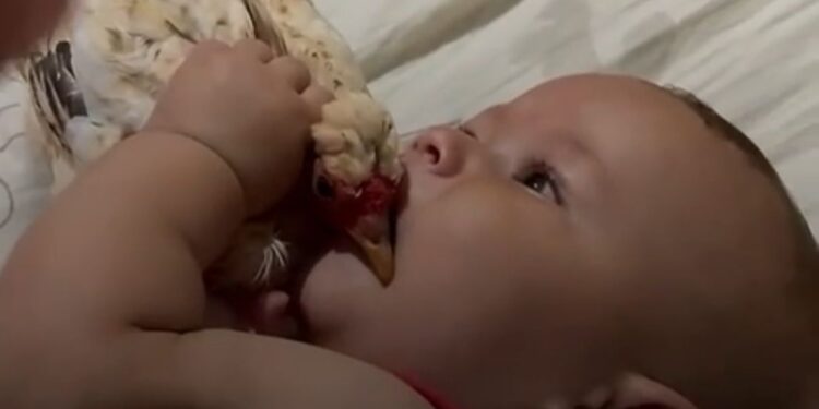 Vídeo| Bebê tenta morder frango vivo e internautas dizem: “assim que nasce um mineiro raiz”