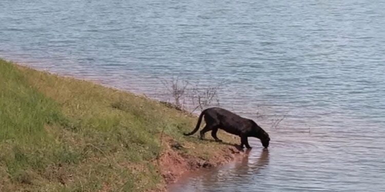“ONDE A ONÇA BEBE ÁGUA” – Registro de onça no Lago de Furnas chama atenção em Guapé