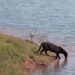 “ONDE A ONÇA BEBE ÁGUA” – Registro de onça no Lago de Furnas chama atenção em Guapé