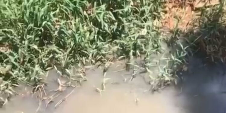 VÍDEO| Esgoto em córrego causa mau cheiro e revolta moradores em Conceição