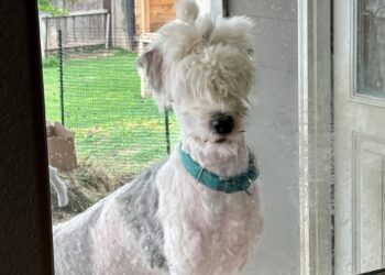 Mulher paga mais de R$ 1 mil por tosa de cachorro e resultado surpreende