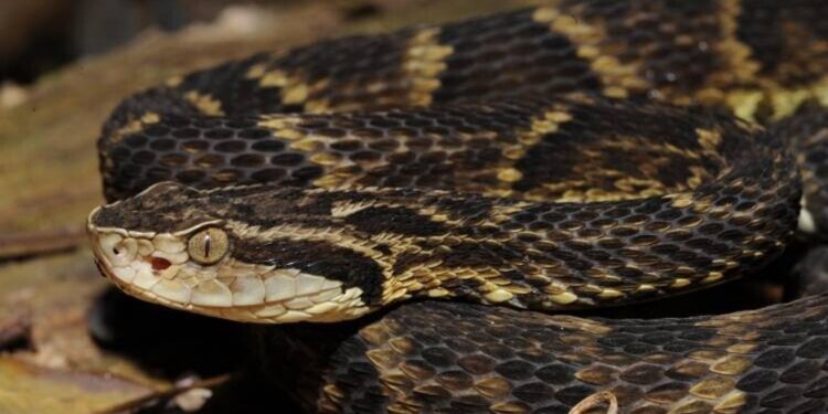 Ataque de jararaca gera revolta após morador aguardar mais de duas horas por atendimento