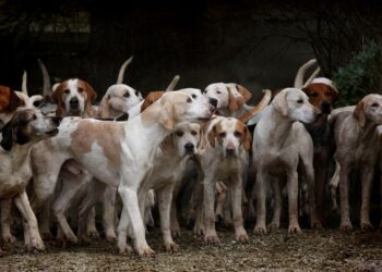 Dezembro Verde alerta: fim de ano registra aumento alarmante no abandono de animais