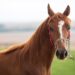 Passaporte equestre é oficializado em Minas Gerais 