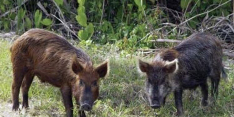 Lei autoriza controle populacional do javali&europeu 