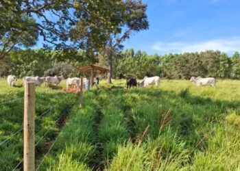 Forrageiras mostram alto desempenho no semiárido 