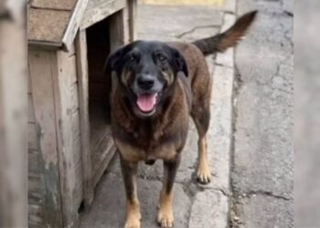 Caso Cão Orelha avança com perícia em celulares de suspeitos