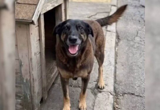 Caso Cão Orelha avança com perícia em celulares de suspeitos