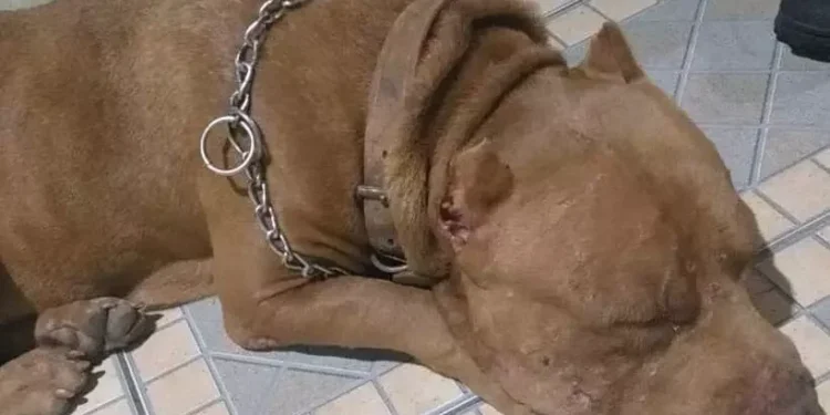 Pitbull é morto após avançar contra policiais em ocorrência