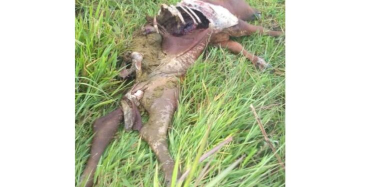 Mistério segue após novo caso de gado morto na zona rural