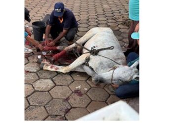 VÍDEO CENAS FORTES: Ação de homem termina com cavalo gravemente ferido e sacrificado em Alpinópolis