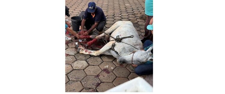 VÍDEO CENAS FORTES: Ação de homem termina com cavalo gravemente ferido e sacrificado em Alpinópolis