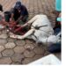 VÍDEO CENAS FORTES: Ação de homem termina com cavalo gravemente ferido e sacrificado em Alpinópolis
