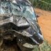ACIDENTE – Mulher morre ao bater o carro em árvore na zona rural de Carmo