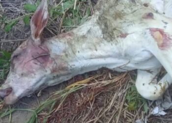 MISTÉRIO NO CAMPO: Ataques noturnos a rebanhos espalham medo em produtores de Campo do Meio