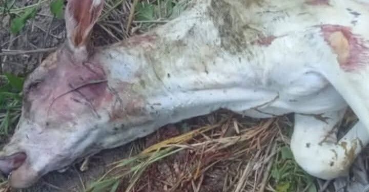 MISTÉRIO NO CAMPO: Ataques noturnos a rebanhos espalham medo em produtores de Campo do Meio