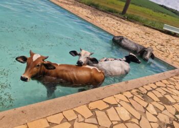 VÍDEO: Vacas são retiradas de piscina de clube às margens da Represa de Furnas