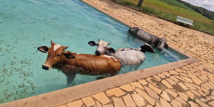 VÍDEO: Vacas são retiradas de piscina de clube às margens da Represa de Furnas