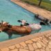 VÍDEO: Vacas são retiradas de piscina de clube às margens da Represa de Furnas