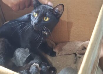 Família procura gata desaparecida em bairro de Carmo do Rio Claro