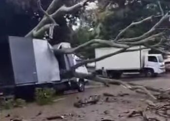 Chuva forte derruba árvore e atinge caminhão em cidade de Minas