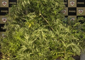 Homem é preso após denúncia anônima na zona rural