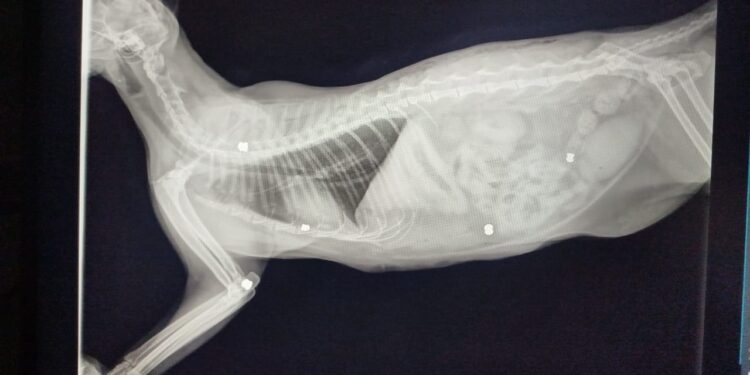 Alpinopolense descobre no veterinário que gato foi atingido por disparos de arma de pressão