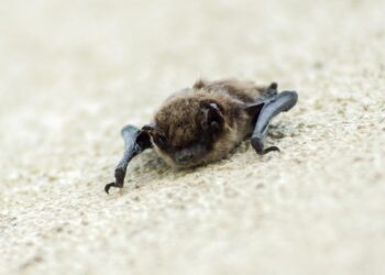 Exame confirma morcego com vírus da raiva em cidade do Sul de Minas