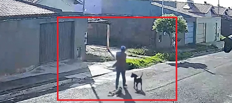 Cenas chocantes: cão perde os sentidos após ser ARRASTADO POR ARAME em Minas