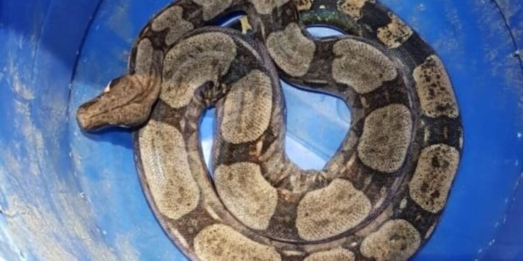 Médico e hospital devem indenizar em R$ 24,6 mil família de paciente picado por cobra em MG