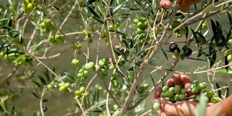 Recorde na produção mineira de azeite 