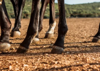Homem agredido com paulada na cabeça durante cavalgada será indenizado em mais de R$ 30 mil