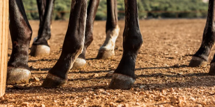 Homem agredido com paulada na cabeça durante cavalgada será indenizado em mais de R$ 30 mil