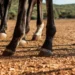 Homem agredido com paulada na cabeça durante cavalgada será indenizado em mais de R$ 30 mil