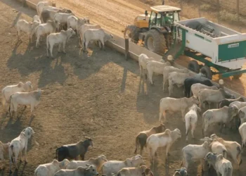 Boi gordo mais caro em 2026 anima pecuaristas do Sul de Minas