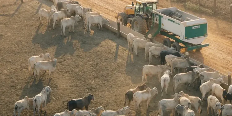 Boi gordo mais caro em 2026 anima pecuaristas do Sul de Minas