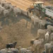 Boi gordo mais caro em 2026 anima pecuaristas do Sul de Minas