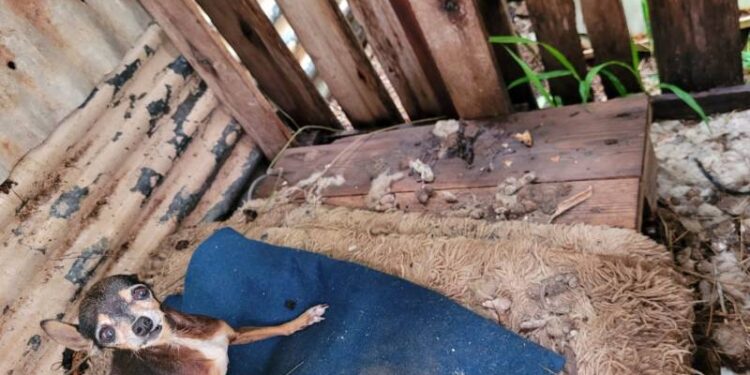 Polícia Civil prende homem por maus-tratos contra cães