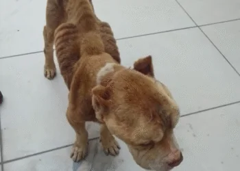 Homem é preso por maus-tratos contra cães