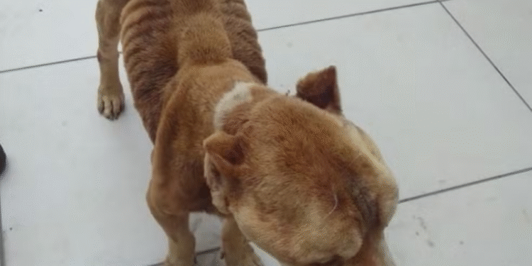 Homem é preso por maus-tratos contra cães