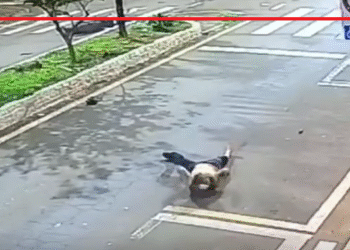 Vídeo: Motorista provoca acidente, fere duas pessoas e foge sem prestar socorro