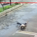 Vídeo: Motorista provoca acidente, fere duas pessoas e foge sem prestar socorro