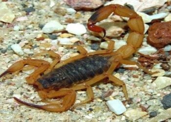 ATENÇÃO: Verão alerta para AUMENTO de ESCORPIÕES