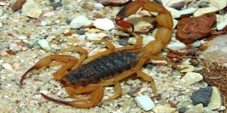 ATENÇÃO: Verão alerta para AUMENTO de ESCORPIÕES