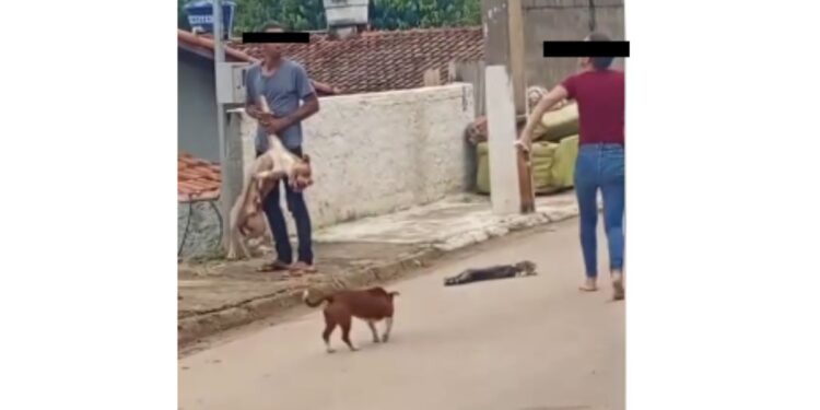 VÍDEO: Agressão contra pitbull revolta moradores de Conceição da Aparecida