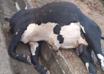 Boi solto na pista causa acidente e destrói carro na MG-184