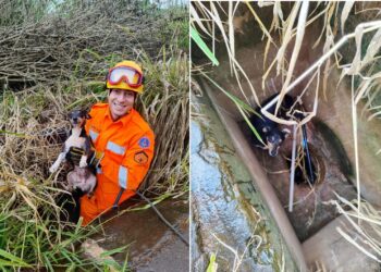 Bombeiros resgatam cachorro que caiu em bueiro durante chuva